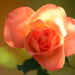 Peach rose.... by ziggy77