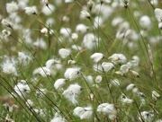3rd Jun 2017 - 30 Days Wild - Day 3 - Cotton Grass