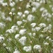 30 Days Wild - Day 3 - Cotton Grass by roachling