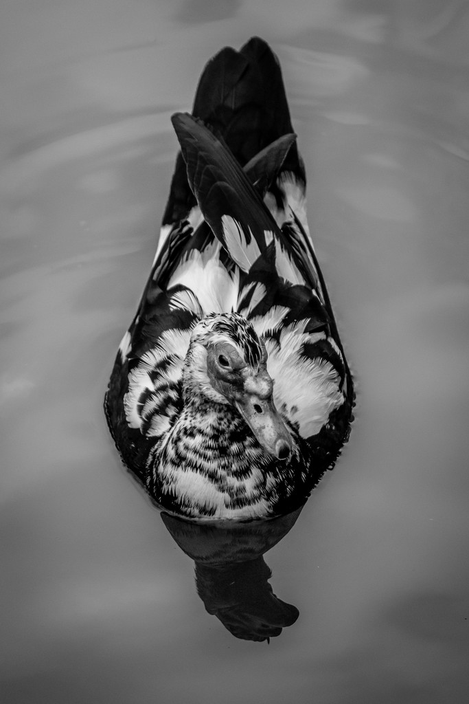 Muscovy Duck in BW by darylo