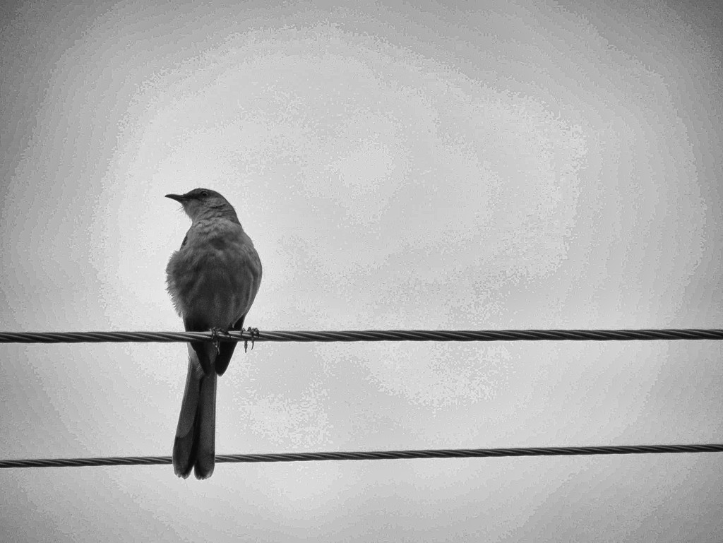 Listen To the Mockingbird by grammyn
