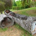 Hollow logs by leggzy