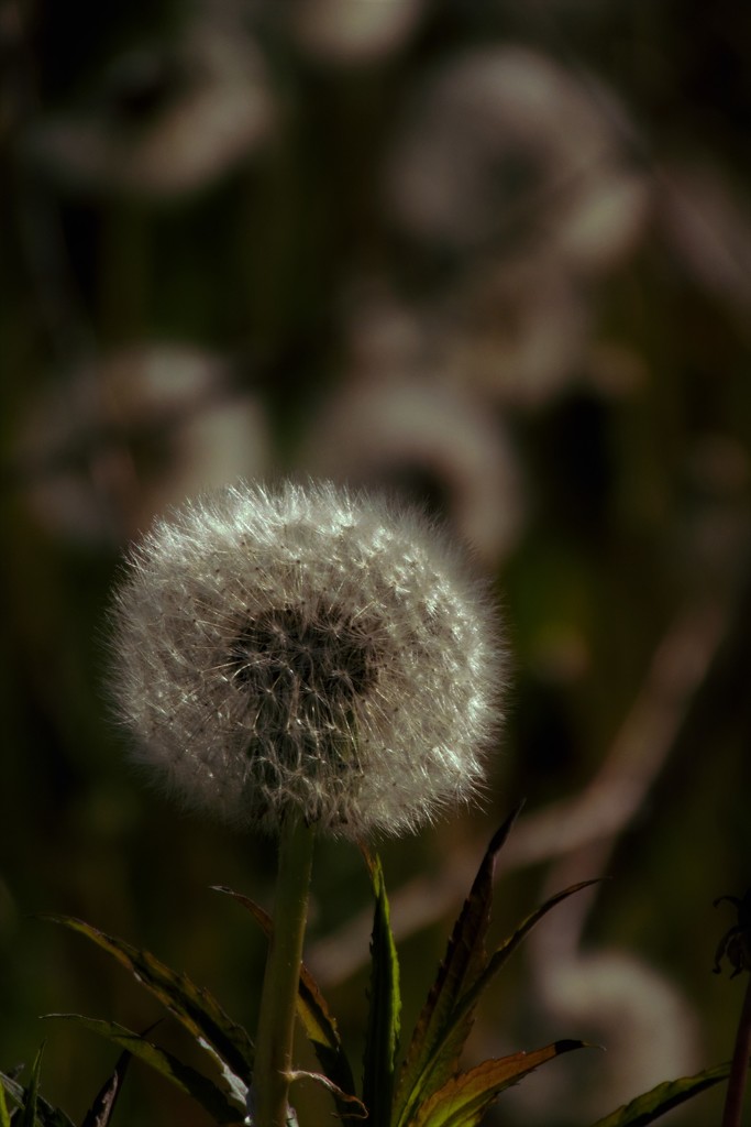 Dandelions are going to Seed! by radiogirl