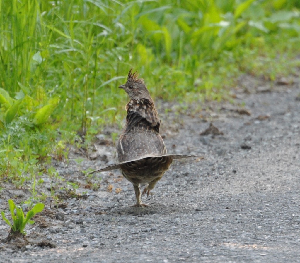 Ruffed Grouse by frantackaberry