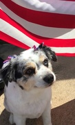 29th May 2017 - Patriotic Pup