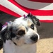 Patriotic Pup by 365projectorgkaty2