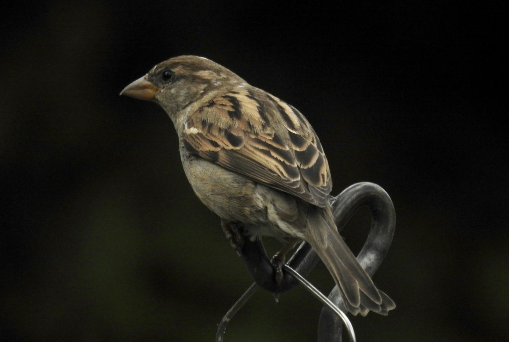 evening sparrow by amyk