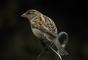 3rd Jun 2017 - evening sparrow