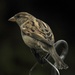 evening sparrow by amyk