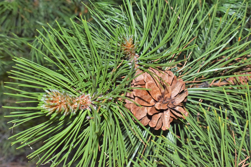 Pine needles and cone by sandlily