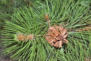 3rd Jun 2017 - Pine needles and cone