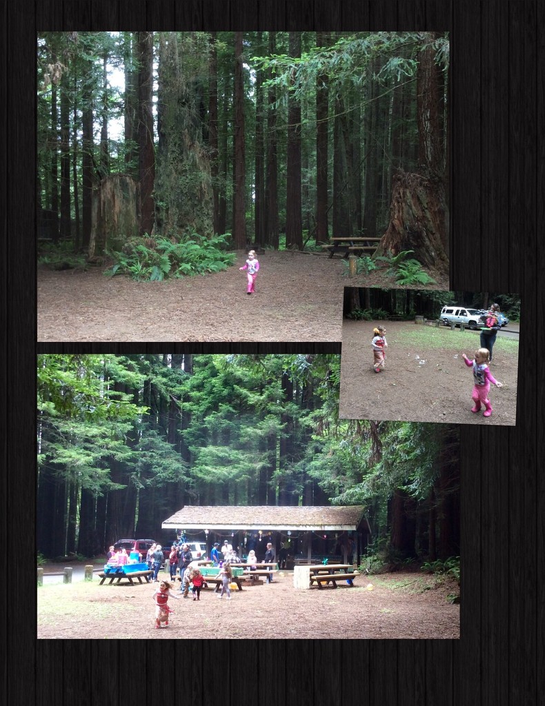 Redwood Birthday  by pandorasecho
