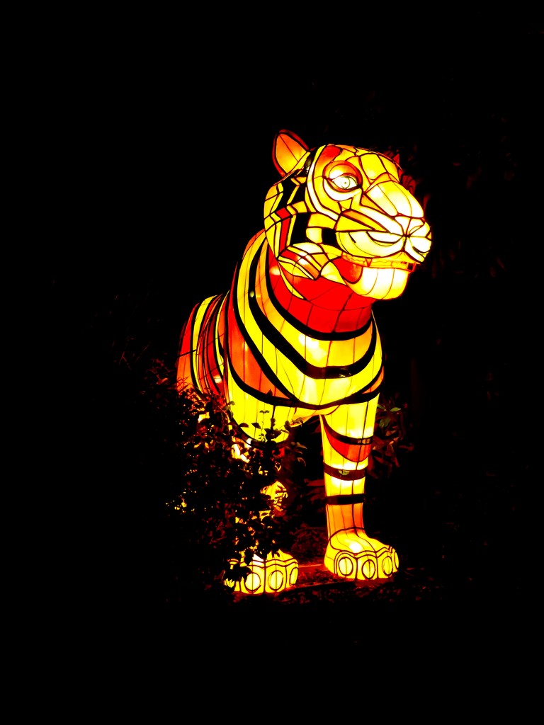 Tiger by kjarn