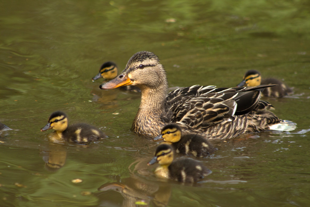mum and ducklings by callymazoo