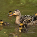 mum and ducklings by callymazoo