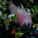 Native Wood Pigeon (Kereru) by dkbarnett