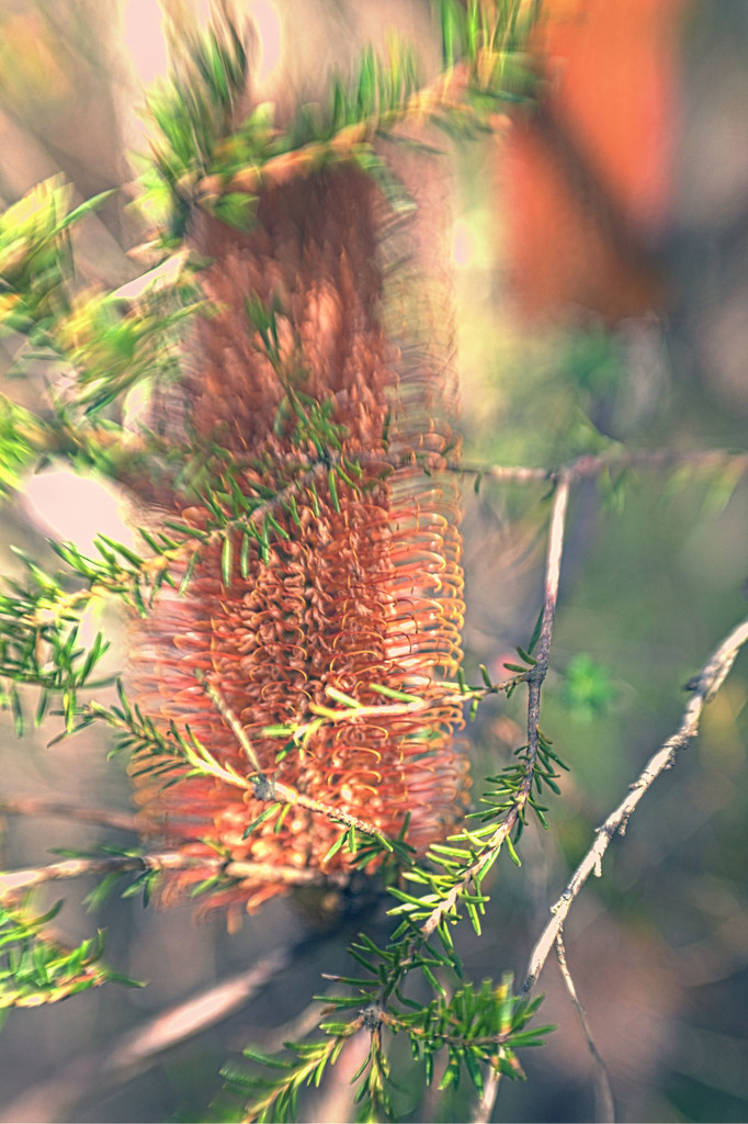 banksia by annied