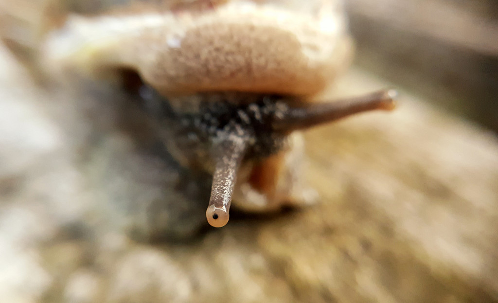 Snail eye by m2016