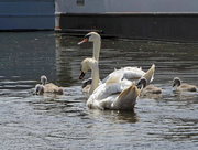 3rd Jun 2017 - The Swan Family