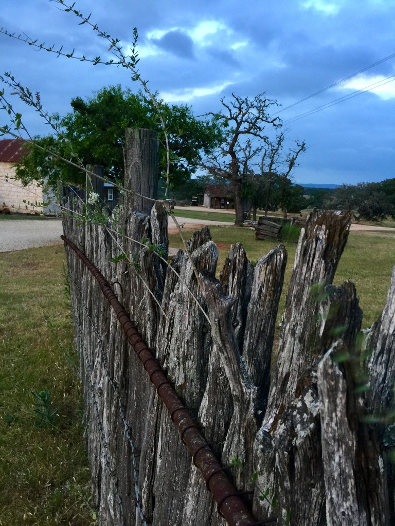 The cedar fence line and the Live Oak tree by louannwarren