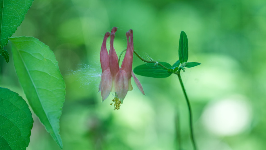 Columbine Wide by rminer