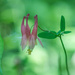 Columbine Wide by rminer