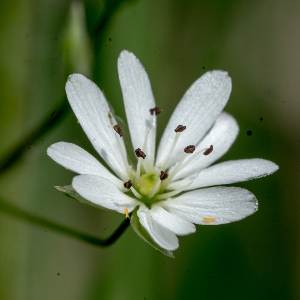 Small White Flower  by rminer