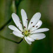 1st Jun 2017 - Small White Flower 