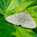 Brown Moth Landscape by rminer