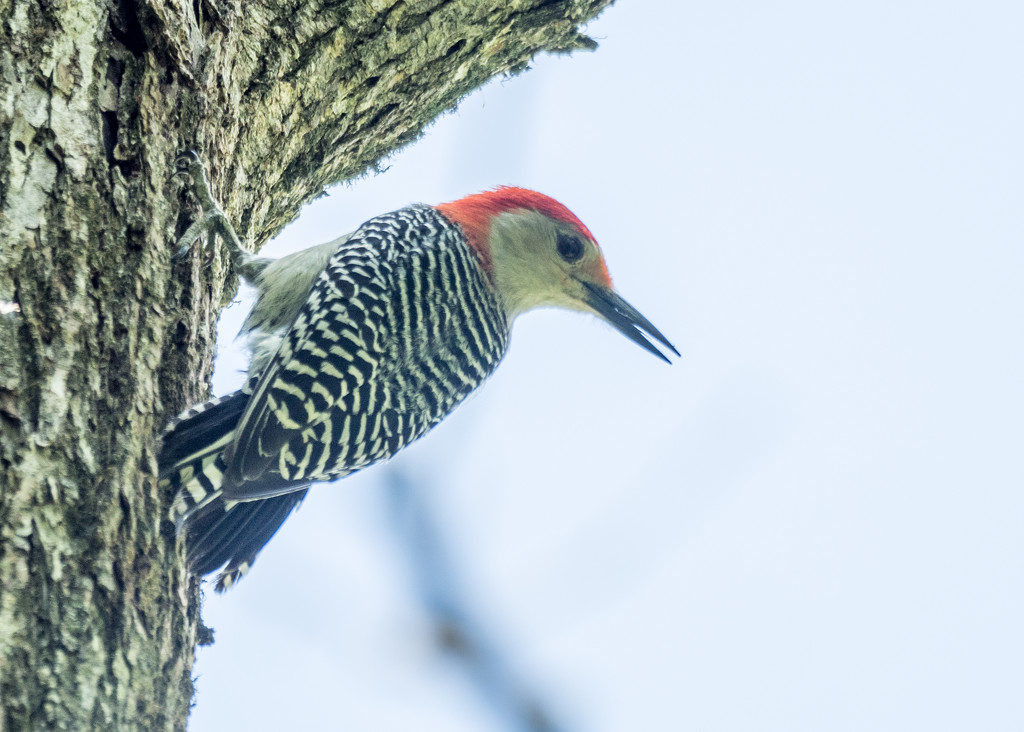 Woodpecker in the Corner by rminer