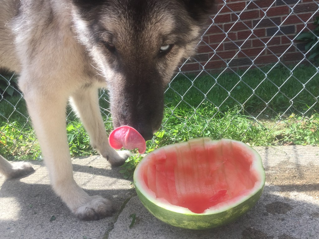 watermelon dog  by annymalla