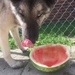 watermelon dog  by annymalla