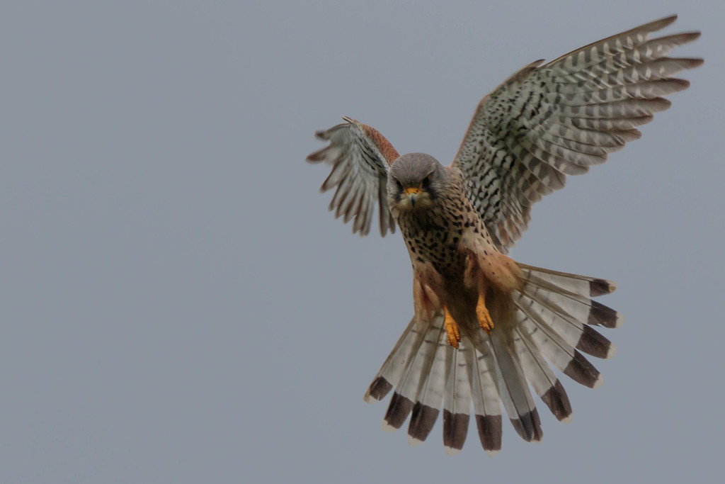 Kestrel- male out hunting by padlock