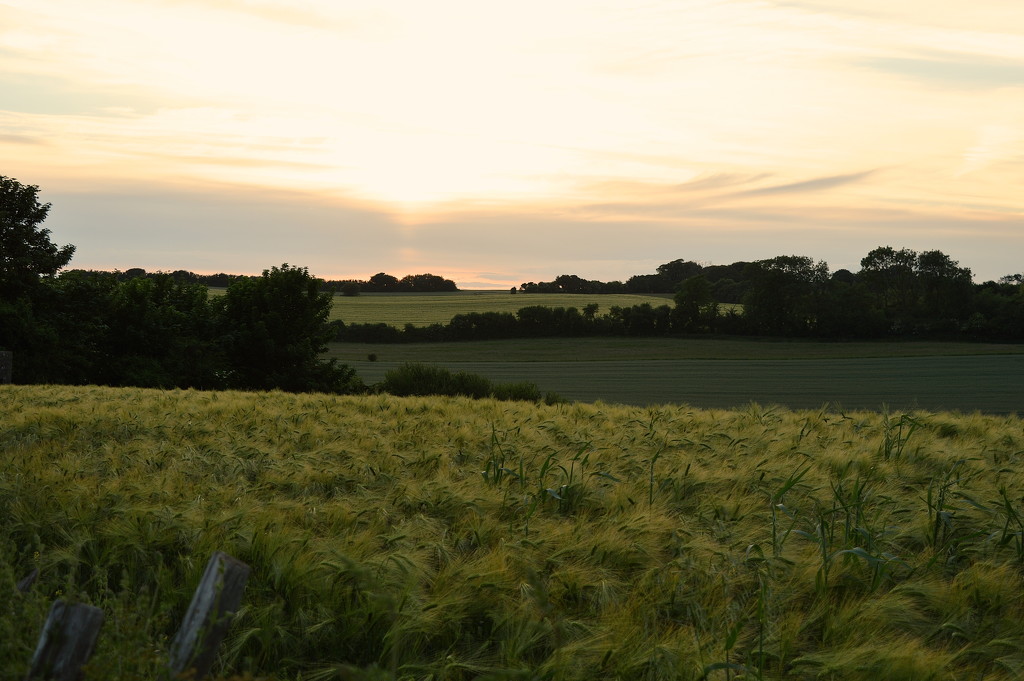 Setting sun over the barley field by redandwhite