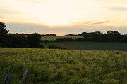 3rd Jun 2017 - Setting sun over the barley field