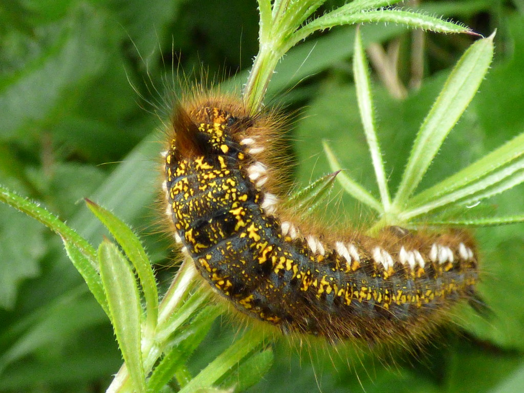 Drinker Moth caterpillar by julienne1