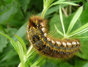 4th Jun 2017 - Drinker Moth caterpillar