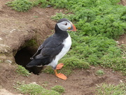 30th May 2017 -  Puffin on Skomer 