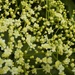 Elderflower - 30 Days Wild - Day 3 by flowerfairyann