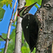 Pileated woodpecker. by hellie