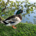 Handsome duck by frequentframes