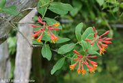 3rd Jun 2017 - Trumpet Vine