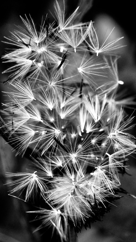 Exploding Thistle by daffodill