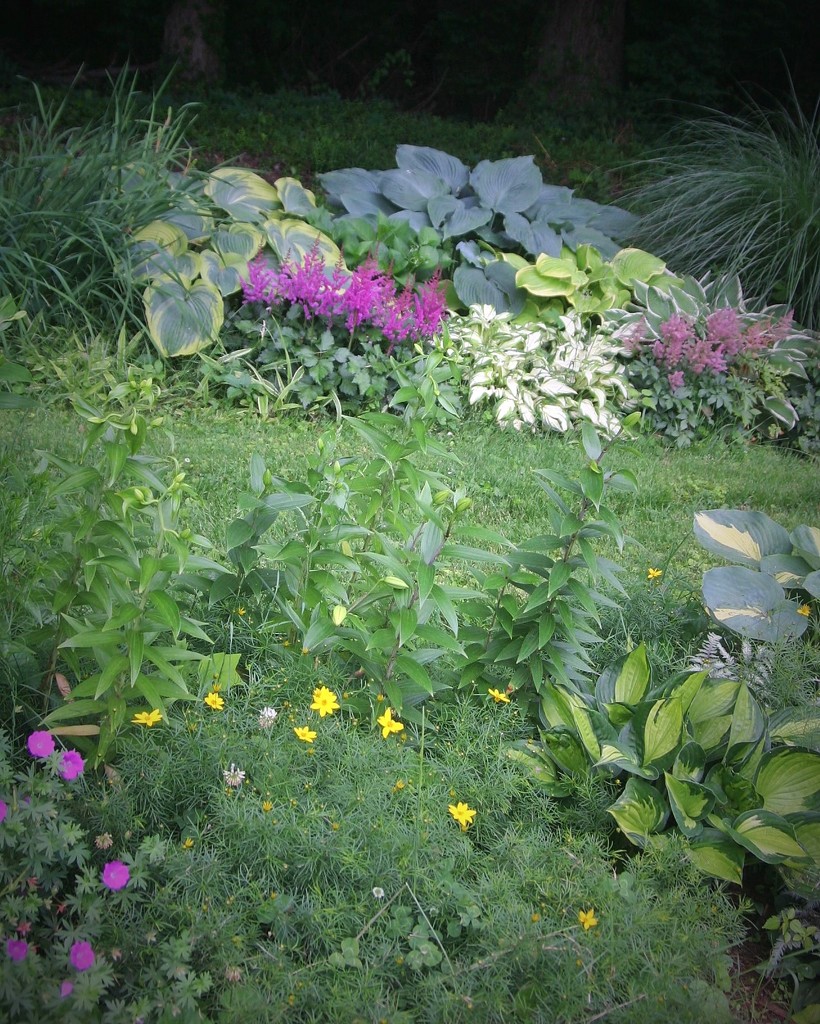 The yellow coreopsis are starting to bloom by tunia