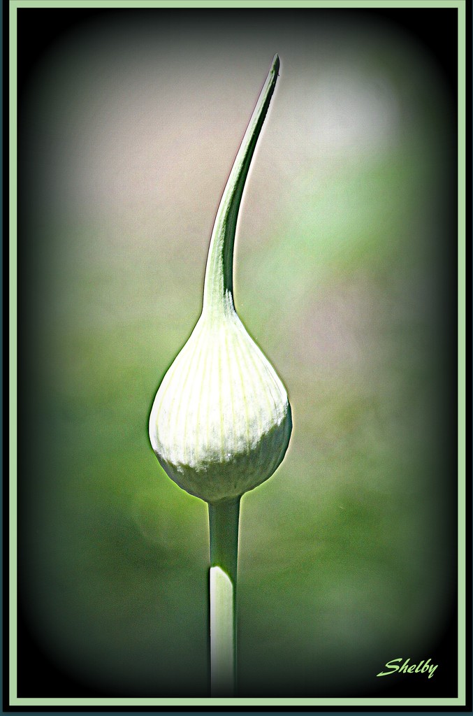 Garlic Bloom Pod by vernabeth