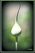 28th May 2017 - Garlic Bloom Pod