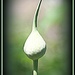 Garlic Bloom Pod by vernabeth