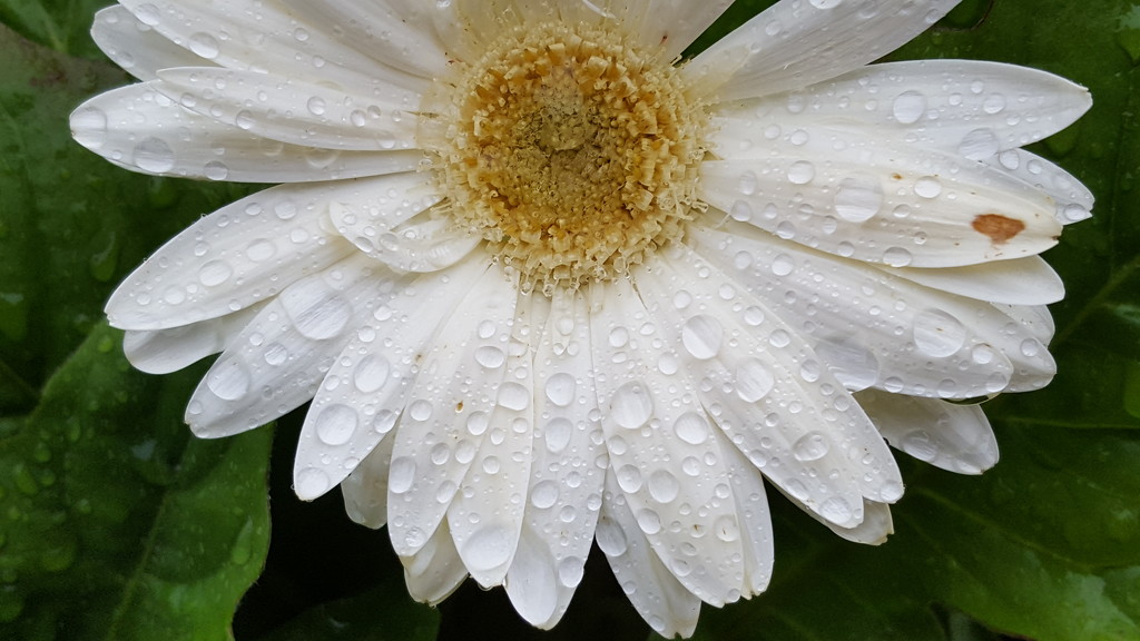 Rainy Day Daisy  by jo38