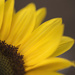 Sunflower by lstasel