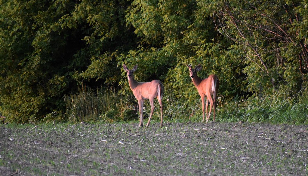 Deer at dusk by caitnessa